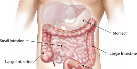 How to Improve Digestion How to Improve Digestion